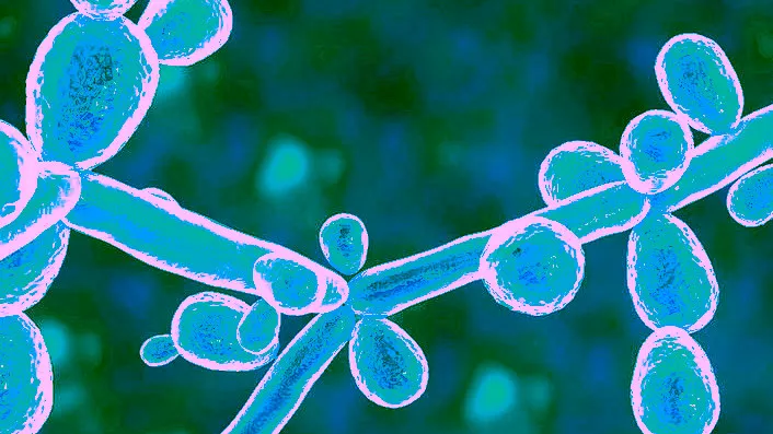 Candida tropicalis (CTp) Infection - Symptoms, Complication, Testing and Treatment